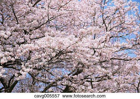 Cherry blossoms View Large Photo Image Stock Photo - Cherry blossoms. Fotosearch