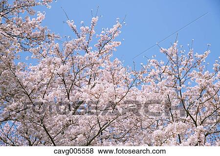 Cherry blossoms View Large Photo Image Stock Photo - Cherry blossoms. Fotosearch