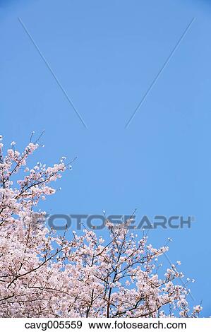 Cherry blossoms View Large Photo Image Stock Photo - Cherry blossoms. Fotosearch