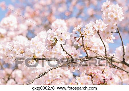 Cherry blossoms View Large Photo Image Stock Photo - Cherry blossoms. Fotosearch