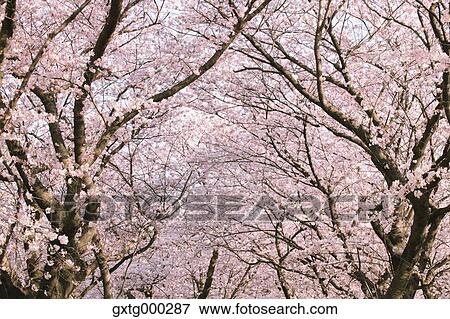 Cherry blossoms View Large Photo Image Stock Photo - Cherry blossoms. Fotosearch