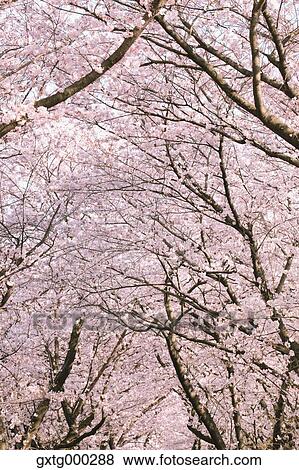 Cherry blossoms View Large Photo Image Stock Photo - Cherry blossoms. Fotosearch