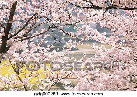 Cherry blossoms View Large Photo Image Stock Photo - Cherry blossoms. Fotosearch