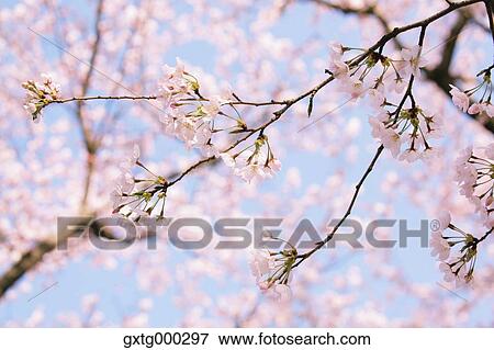 Cherry blossoms View Large Photo Image Stock Photo - Cherry blossoms. Fotosearch