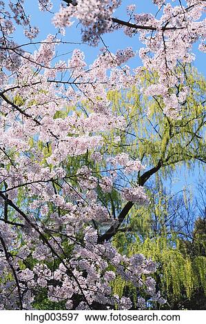 Cherry blossoms View Large Photo Image Stock Photo - Cherry blossoms. Fotosearch