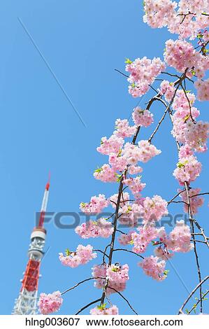 Stock Photo - Cherry blossoms. Fotosearch