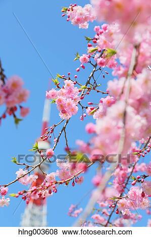 Stock Photo - Cherry blossoms. Fotosearch
