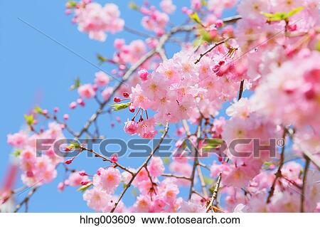 Stock Photo - Cherry blossoms. Fotosearch