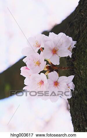 Cherry blossoms View Large Photo Image Stock Photo - Cherry blossoms. Fotosearch