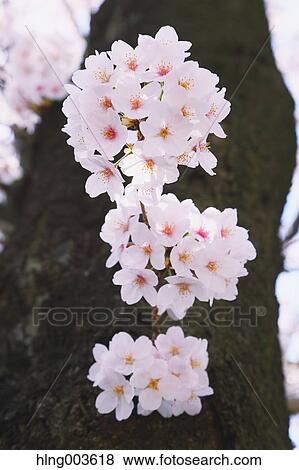 Stock Photo - Cherry blossoms. Fotosearch