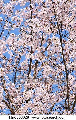 Cherry blossoms View Large Photo Image Stock Photo - Cherry blossoms. Fotosearch