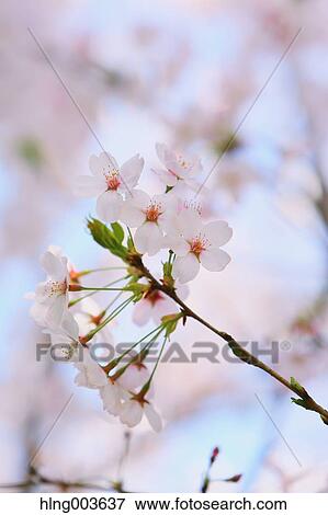 Stock Photo - Cherry blossoms. Fotosearch