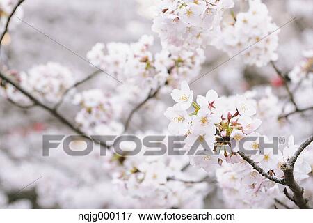 Cherry blossoms View Large Photo Image Stock Photo - Cherry blossoms. Fotosearch