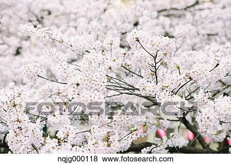 Cherry blossoms View Large Photo Image Stock Photo - Cherry blossoms. Fotosearch