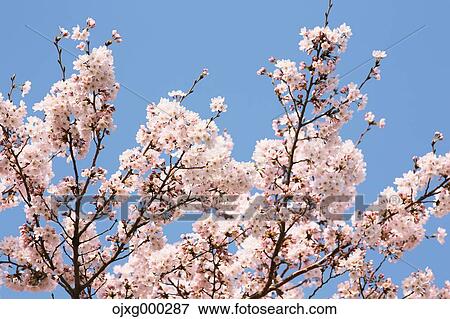 Cherry blossoms View Large Photo Image Stock Photo - Cherry blossoms. Fotosearch