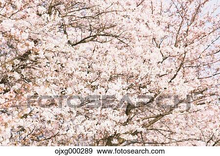 Stock Photo - Cherry blossoms. Fotosearch