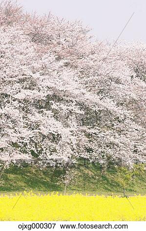 Cherry blossoms View Large Photo Image Stock Photo - Cherry blossoms. Fotosearch