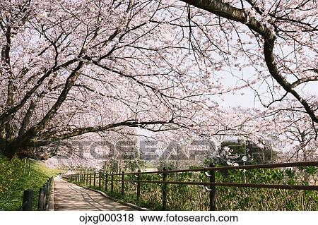 Cherry blossoms View Large Photo Image Stock Photo - Cherry blossoms. Fotosearch