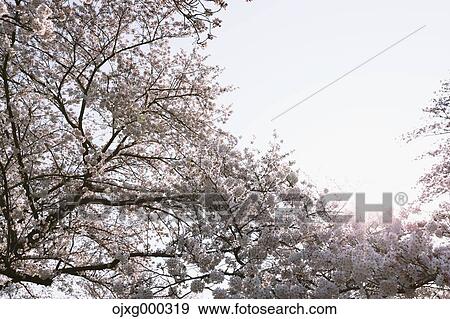 Stock Photo - Cherry blossoms. Fotosearch