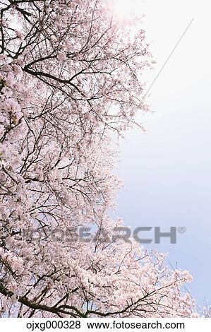 Cherry blossoms View Large Photo Image Stock Photo - Cherry blossoms. Fotosearch