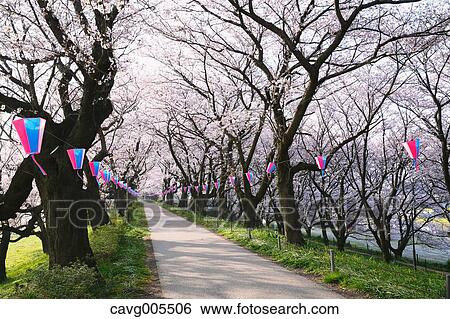 Cherry blossoms View Large Photo Image Stock Photograph - Cherry blossoms. Fotosearch