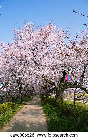 Cherry blossoms View Large Photo Image Stock Photograph - Cherry blossoms. Fotosearch
