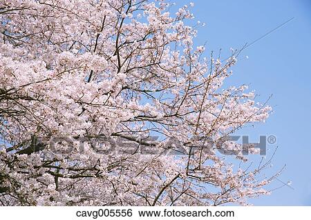 Cherry blossoms View Large Photo Image Stock Photograph - Cherry blossoms. Fotosearch