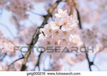 Cherry blossoms View Large Photo Image Stock Photograph - Cherry blossoms. Fotosearch