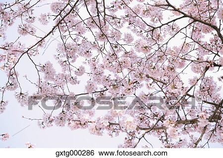 Cherry blossoms View Large Photo Image Stock Photograph - Cherry blossoms. Fotosearch