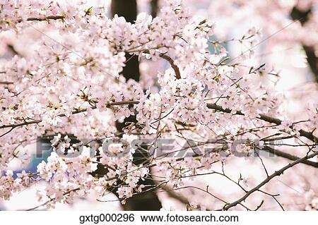 Cherry blossoms View Large Photo Image Stock Photograph - Cherry blossoms. Fotosearch