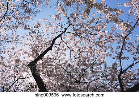 Cherry blossoms View Large Photo Image Stock Photograph - Cherry blossoms. Fotosearch