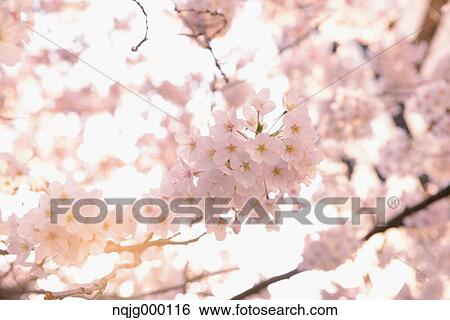 Cherry blossoms View Large Photo Image Stock Photograph - Cherry blossoms. Fotosearch