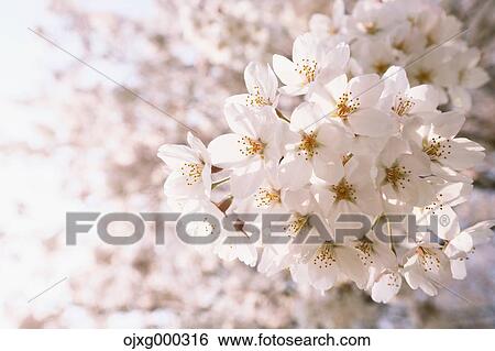 Cherry blossoms View Large Photo Image Stock Photograph - Cherry blossoms. Fotosearch