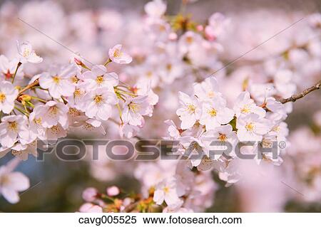 Cherry blossoms View Large Photo Image Stock Photography - Cherry blossoms. Fotosearch