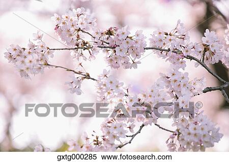 Cherry blossoms View Large Photo Image Stock Photography - Cherry blossoms. Fotosearch