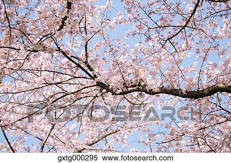 Cherry blossoms View Large Photo Image Stock Photography - Cherry blossoms. Fotosearch