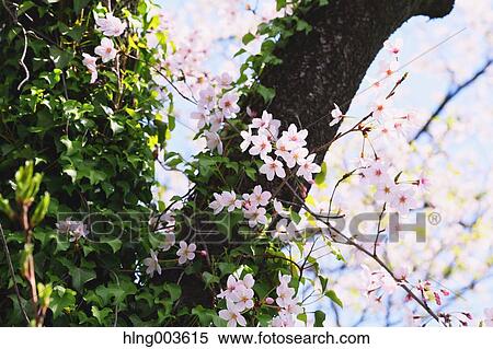 Cherry blossoms View Large Photo Image Stock Photography - Cherry blossoms. Fotosearch