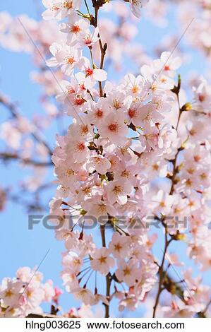 Stock Photography - Cherry blossoms. Fotosearch