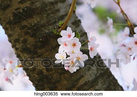 Cherry blossoms View Large Photo Image Stock Photography - Cherry blossoms. Fotosearch