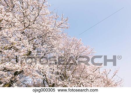 Cherry blossoms View Large Photo Image Stock Photography - Cherry blossoms. Fotosearch