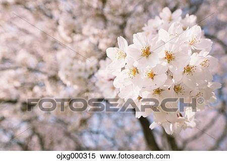 Cherry blossoms View Large Photo Image Stock Photography - Cherry blossoms. Fotosearch