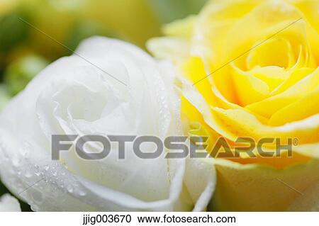 Flower bouquet View Large Photo Image Stock Image - Flower bouquet. Fotosearch