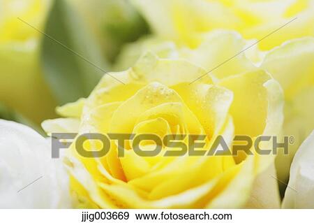 Flower bouquet View Large Photo Image Stock Photo - Flower bouquet. Fotosearch