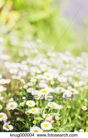 Flowers View Large Photo Image Picture - Flowers. Fotosearch