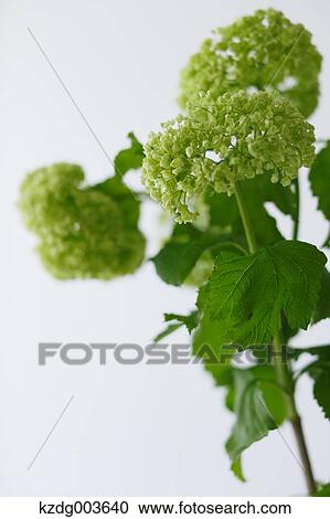 Stock Image - Flowers. Fotosearch