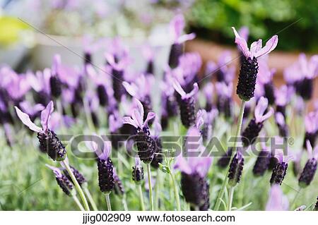 Flowers View Large Photo Image Stock Photo - Flowers. Fotosearch