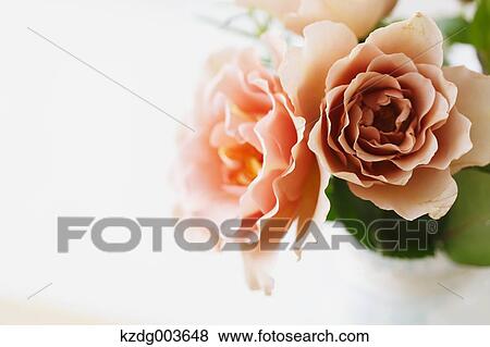 Stock Photo - Flowers. Fotosearch