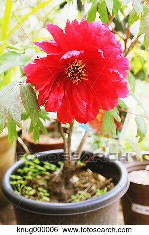 Flowers View Large Photo Image Stock Photograph - Flowers. Fotosearch