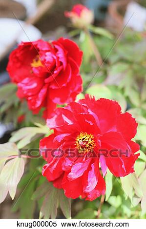 Flowers View Large Photo Image Stock Photography - Flowers. Fotosearch