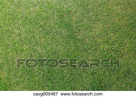 Grassland View Large Photo Image Stock Photo - Grassland. Fotosearch